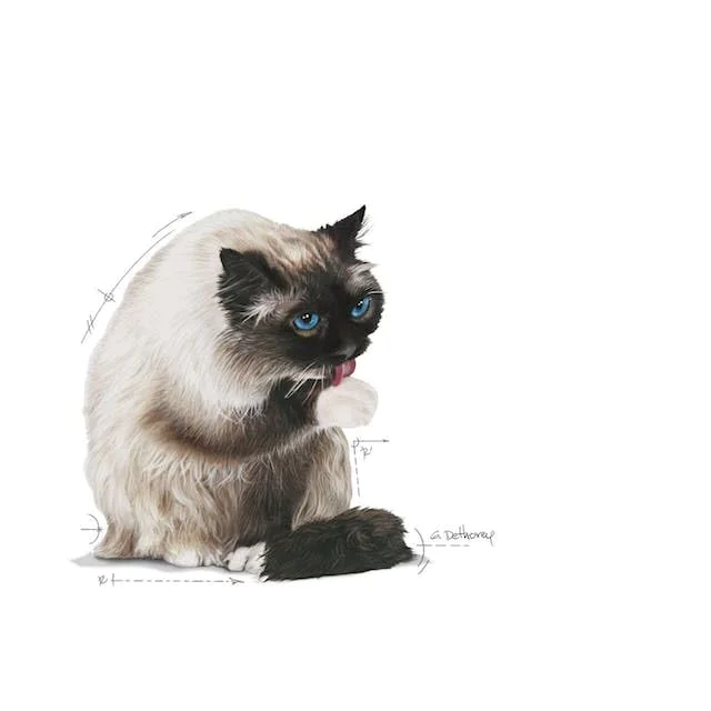 Royal Canin Hairball Care - vista 5