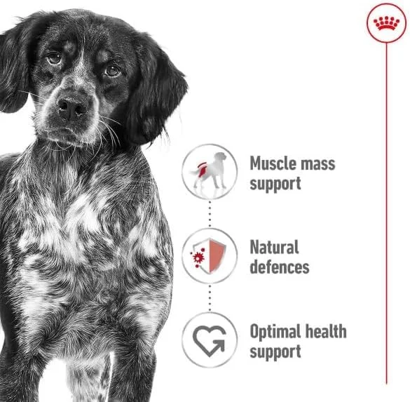 Royal Canin Medium Adult - vista 3